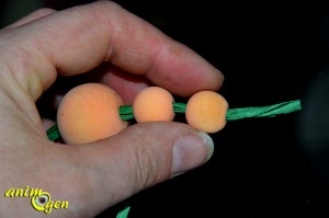 Fabriquez des carottes pour vos rongeurs, lapins et perroquets (tutoriel, test, avis, prix)