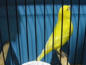 Les couleurs des canaris : les lipochromes