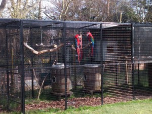 Législation : les perroquets mis à l’index en captivité