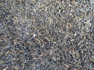 Alimentation : composer soi-même un mélange de graines pour grand perroquet