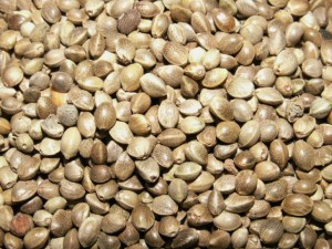 Alimentation : composer soi-même un mélange de graines pour grand perroquet