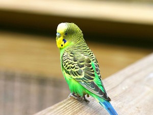 Les perruches ondulées (Melopsittacus undulatus) doivent-elles vivre seules ou en communauté ?