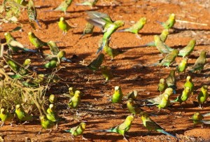 Les perruches ondulées (Melopsittacus undulatus) doivent-elles vivre seules ou en communauté ?