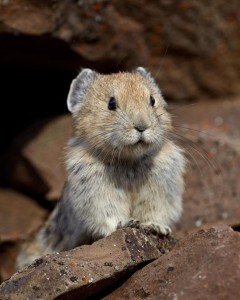 Chine : l'ancêtre de Pikachu en voie de disparition (Pika)