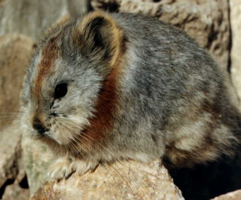 ili pika animal