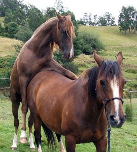 Reproduction : faire saillir sa jument
