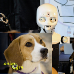 Le robot social à l'épreuve du chien