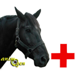 Maladies de l’œil chez les chevaux : l'uvéite récurrente, ou récidivante (causes, symptômes, traitement)