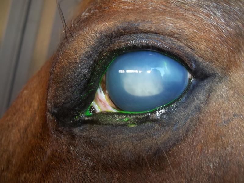 uveite maladie de l'oeil