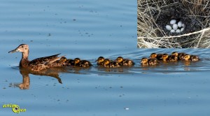 La Sarcelle cannelle (Anas cyanoptera) un canard au parfum d'Amérique