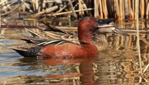 La Sarcelle cannelle (Anas cyanoptera) un canard au parfum d'Amérique