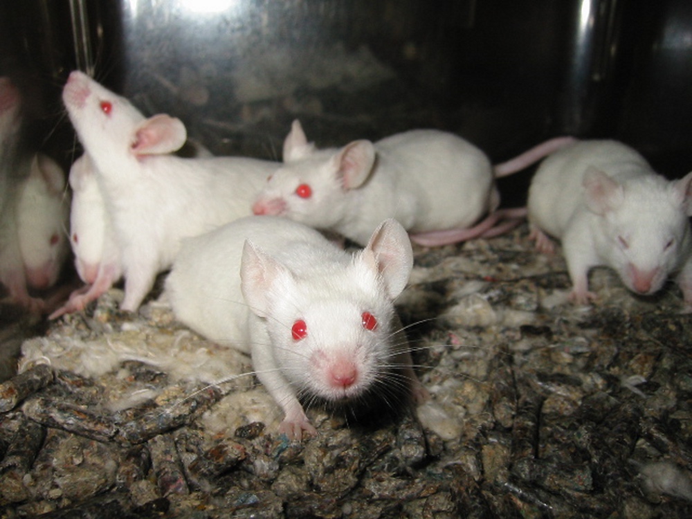 La souris de laboratoire, une popularité à bout de souffle