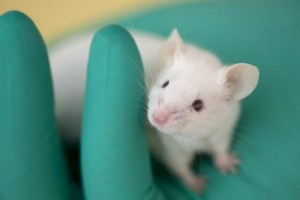 La souris de laboratoire, une popularité à bout de souffle