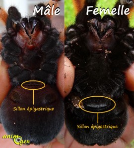 Sexage de mygale : comment différencier un mâle d'une femelle ?