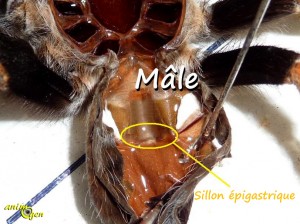 Sexage de mygale : comment différencier un mâle d'une femelle ?