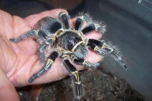 La tarentule zèbre du Costa Rica, ou Aphonopelma seemani, la reine de l'évasion