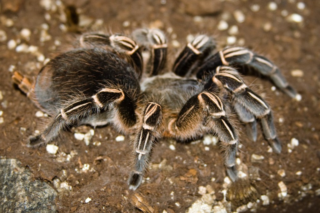 La tarentule zèbre du Costa Rica, ou Aphonopelma seemani, la reine de l'évasion