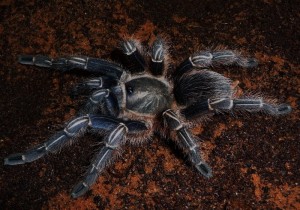 La tarentule zèbre du Costa Rica, ou Aphonopelma seemani, la reine de l'évasion