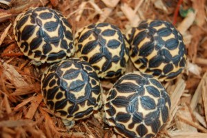 La tortue étoilée d'Inde, ou Geochelone elegans (alimentation, maintenance, reproduction)