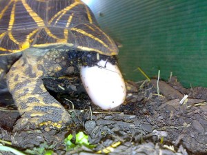 La tortue étoilée d'Inde, ou Geochelone elegans (alimentation, maintenance, reproduction)