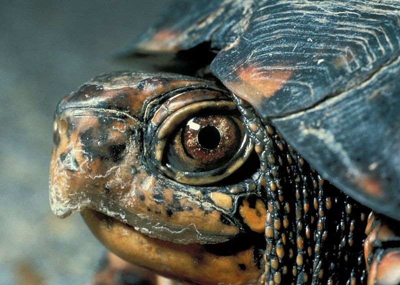 La quarantaine : un impératif lors de l'arrivée d'une nouvelle tortue