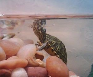 La quarantaine : un impératif lors de l'arrivée d'une nouvelle tortue
