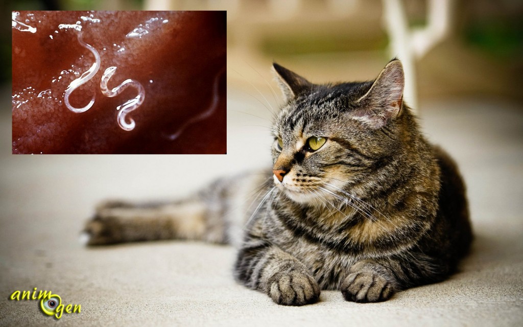 Santé : pourquoi, quand, comment vermifuger son chat ?