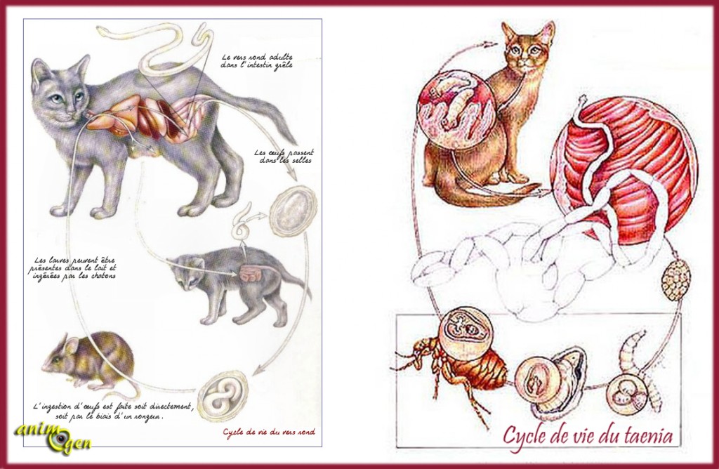 Parasites internes chez le chat les différents types de vers animOgen