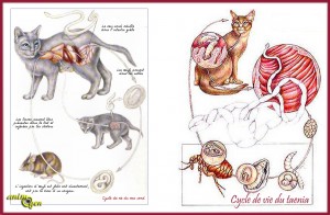 Parasites internes chez le chat : les différents types de vers 