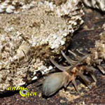 Serpent et araignée à la fois, découvrez la vipère araignée (Pseudocerastes uarachnoides)