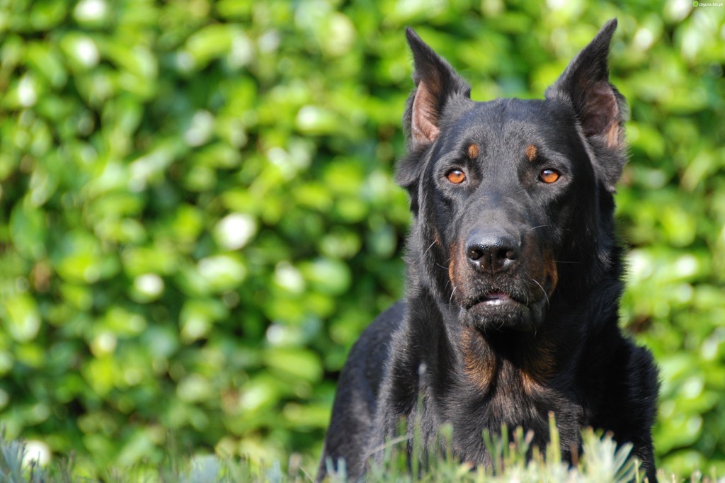 Le Berger de Beauce, dit Beauceron, ou Bas Rouge