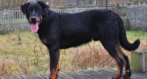 Le Berger de Beauce, dit Beauceron, ou Bas Rouge