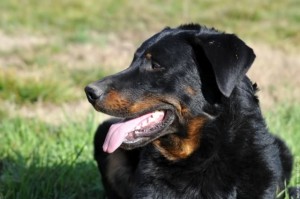 Le Berger de Beauce, dit Beauceron, ou Bas Rouge