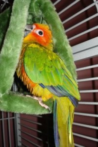 Comportement : la Conure soleil, ou Aratinga solstitialis