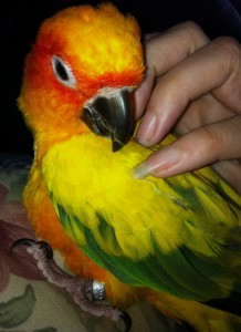 Comportement : la Conure soleil, ou Aratinga solstitialis