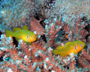 Le Gobie corail citron, ou Gobie corail jaune (Gobiodon citrinus)
