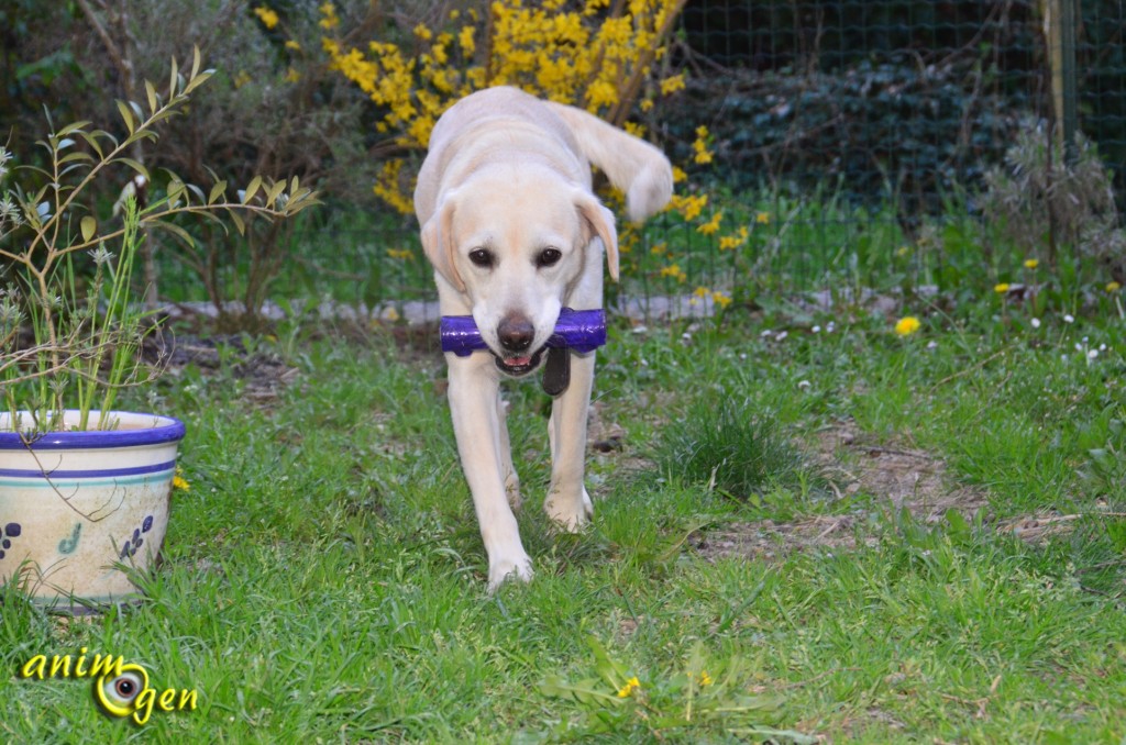 Jouet pour chien : Squeezz, de Kong (test, avis, prix)