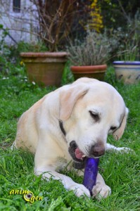 Jouet pour chien : Squeezz, de Kong (test, avis, prix)