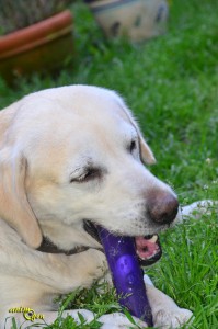 Jouet pour chien : Squeezz, de Kong (test, avis, prix)