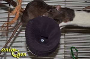 Fabriquez une cabane pour vos rats, octodons, hamsters et souris avec une boîte de conserve