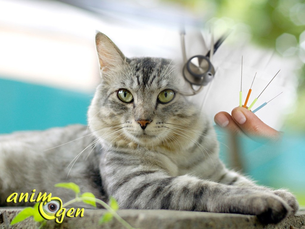 Santé : l'acupuncture au service du chat