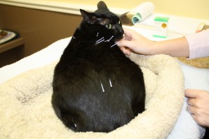 Santé : l'acupuncture au service du chat