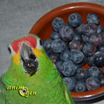 Alimentation : les bienfaits des myrtilles pour nos perroquets