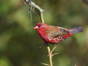 Le Bengali rouge, ou Amandava amandava