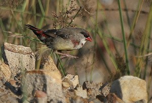 Le Bengali rouge, ou Amandava amandava