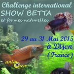 Concours international de Betta splendens "Show Betta" à Dijon (21), du vendredi 29 au dimanche 31 mai 2015
