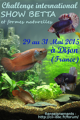 Concours international de Betta splendens "Show Betta" à Dijon (21), du vendredi 29 au dimanche 31 mai 2015