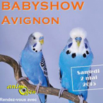 Babyshow (perruches ondulées) en Avignon (84), le samedi 02 mai 2015