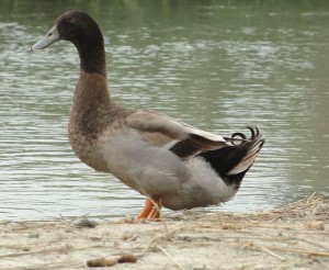 Quatre races de canard pour débuter