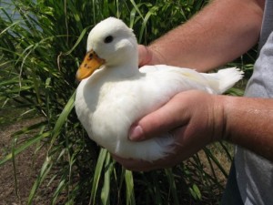 Quatre races de canard pour débuter